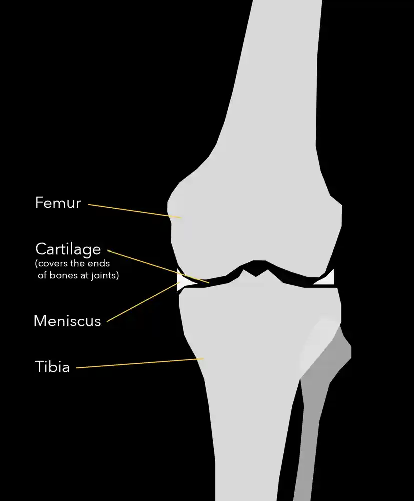 Knee with labels